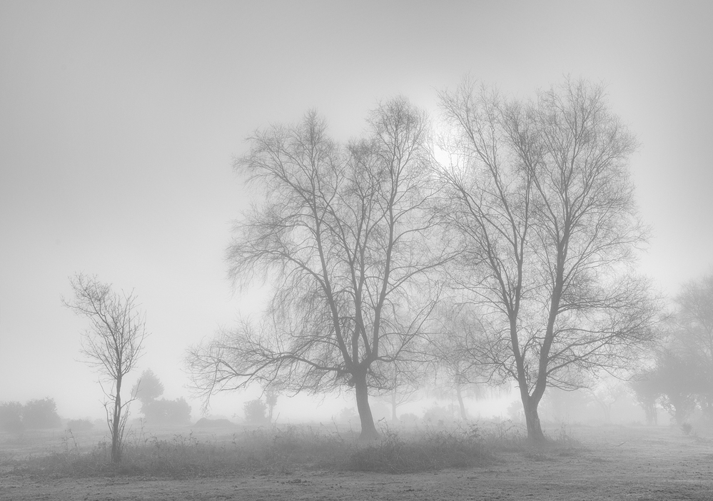 Misty Morning,  Furzley Common,  New Forest 1 